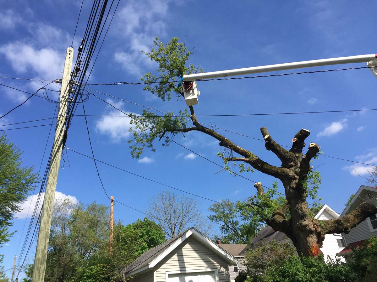 tree service south bend indiana